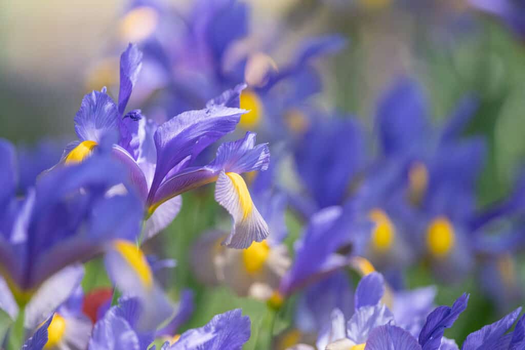 Iris olandesi in piena fioritura