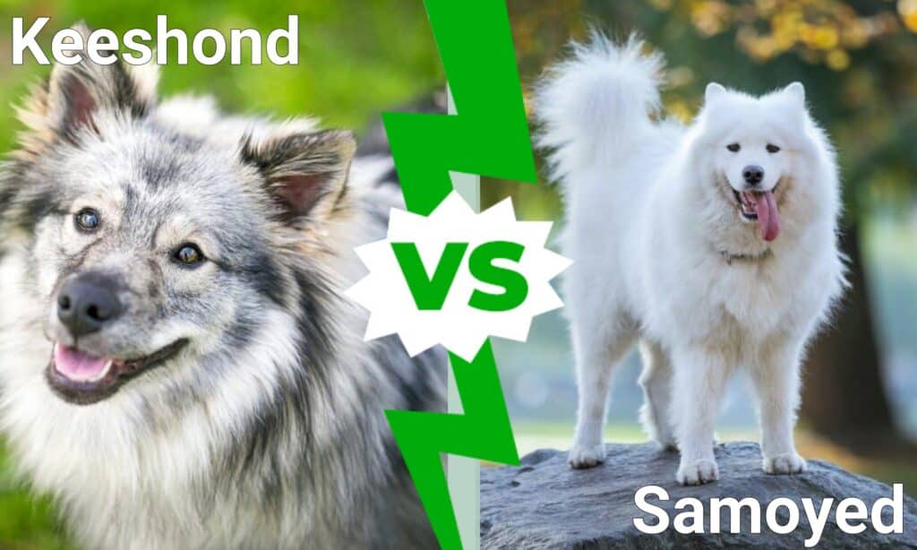 Keeshond contro Samoiedo