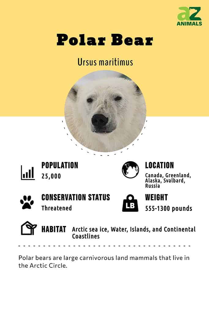 Infografica dell'orso polare