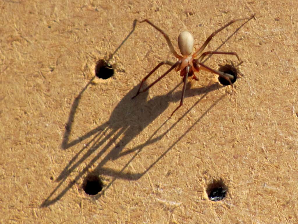 I ragni marroni reclusi sono attivi solo durante i mesi più caldi