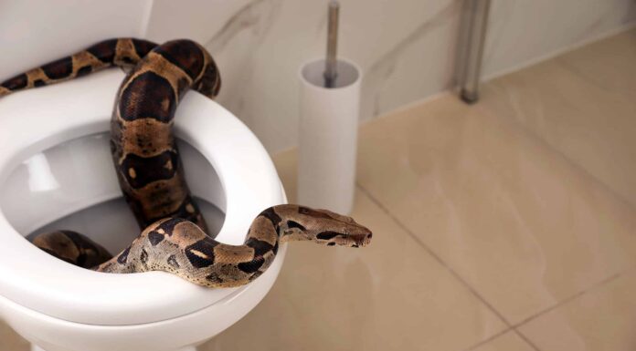 La peggiore vacanza di sempre: un uomo trova un serpente che striscia fuori dal bagno dell'hotel
