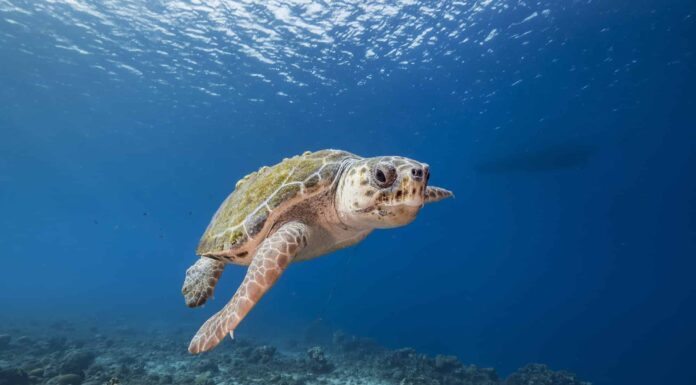 La tartaruga sopravvive allo squalo tigre in un'estenuante battaglia al largo di una spiaggia australiana
