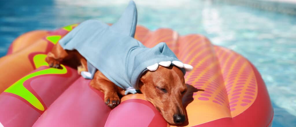 Un cane vestito da squalo, su un galleggiante in piscina