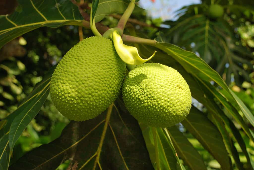 Due alberi del pane giallo-verdi ancora sull'albero sono il fulcro dell'inquadratura, con il fogliame dell'albero sfocato sullo sfondo.