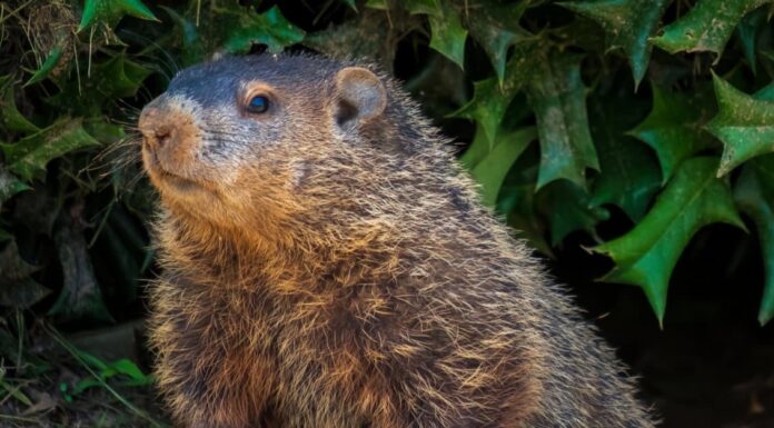  Le marmotte sono notturne o diurne?  Spiegato il loro comportamento durante il sonno
