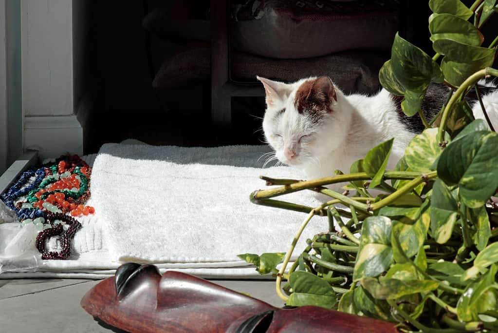 Masticare foglie di pothos può danneggiare la bocca, la gola e il tratto digestivo del tuo animale domestico