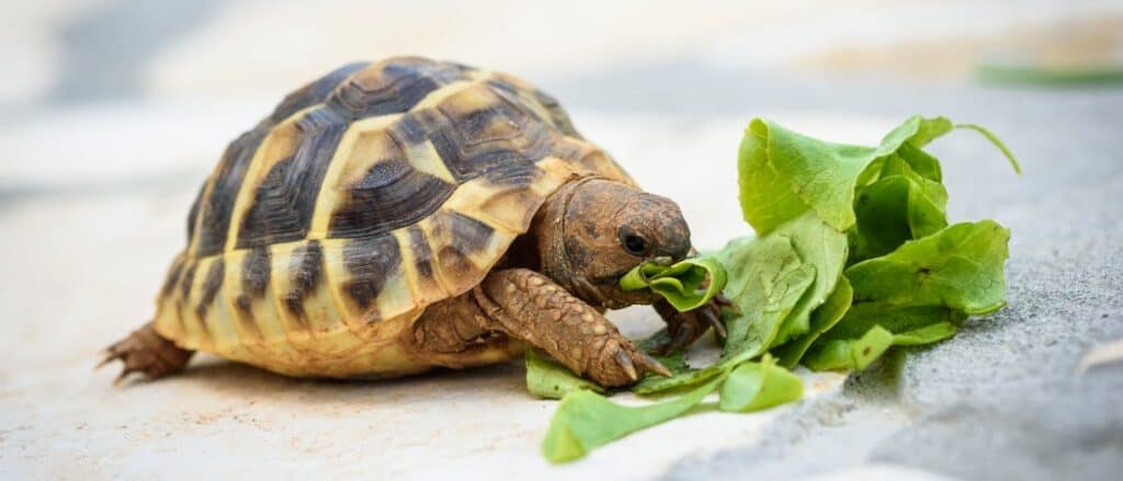 Pet tartaruga mangiare lattuga-Header