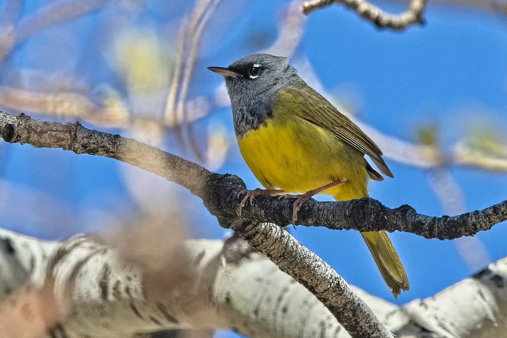 Il trillo di MacGillivray, Geothlypis tolmiei, appollaiato su un albero.