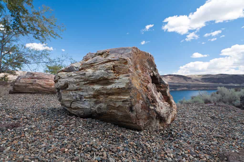 Tronco di legno pietrificato