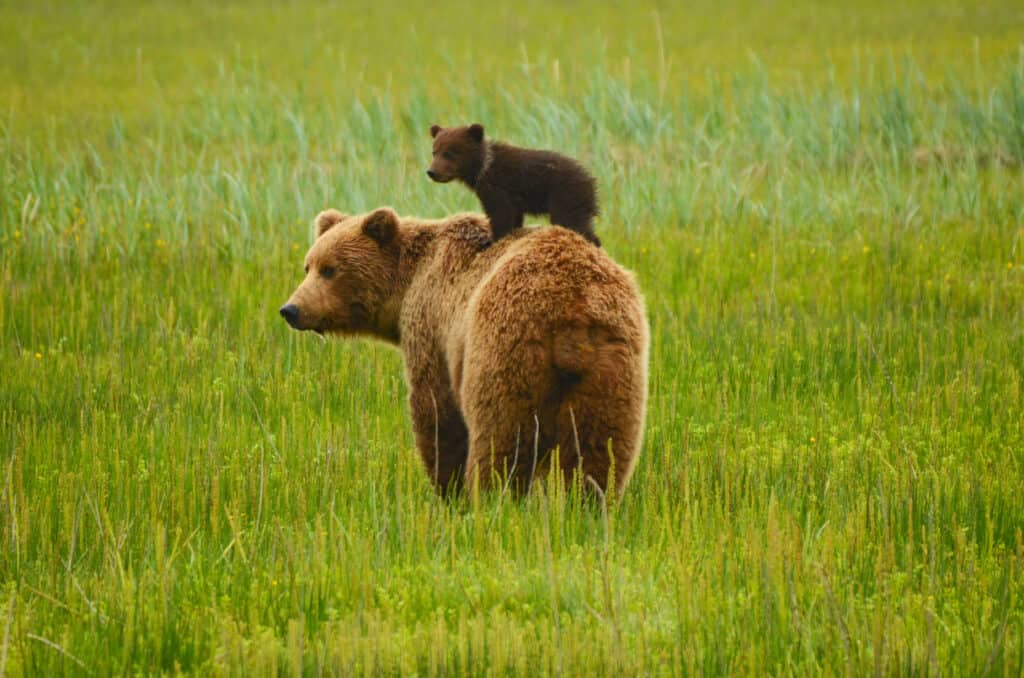 Cucciolo d'orso sulla schiena della madre