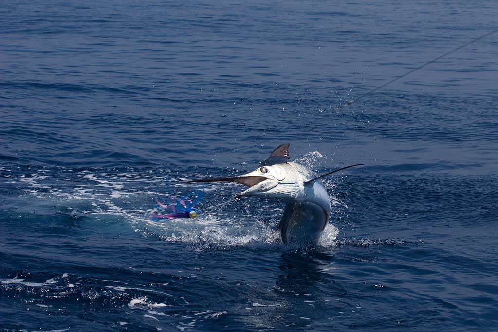 Marlin bianco su un amo da pesca