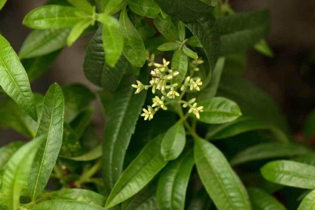 Verbena al limone (Aloysia citrodora) vista di foglie e fiori. 