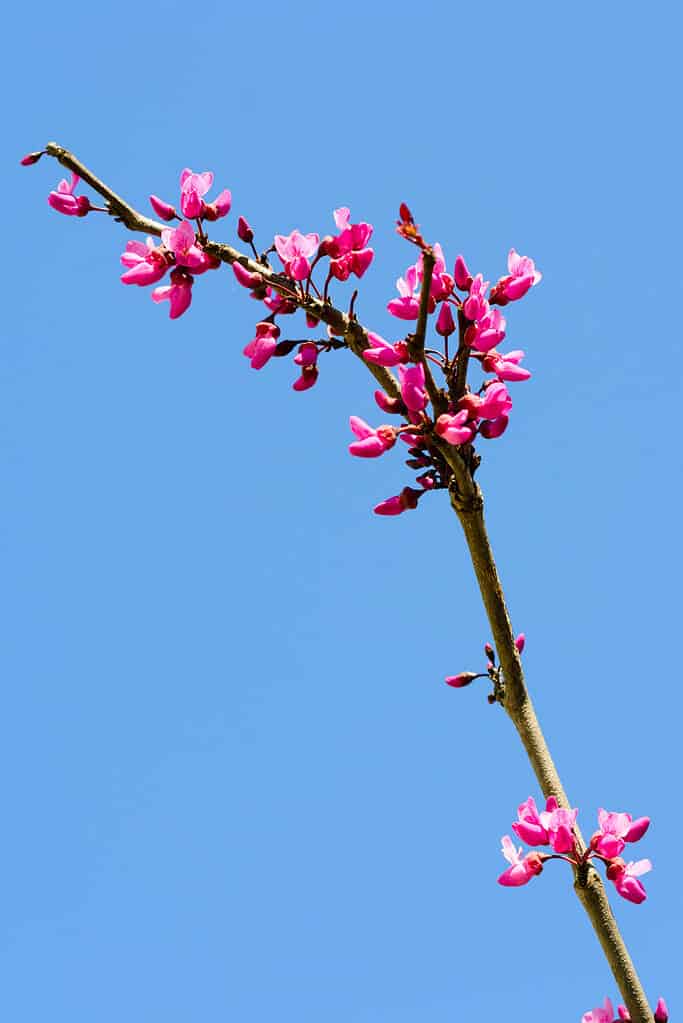 Merlot redbud fiori sul ramo in primavera