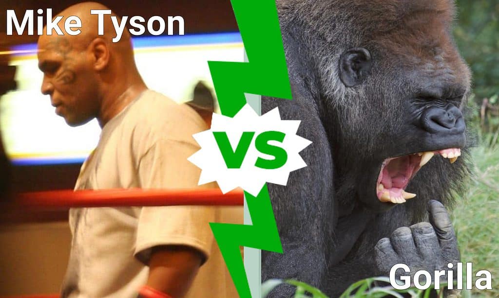 Mike Tyson contro Gorilla