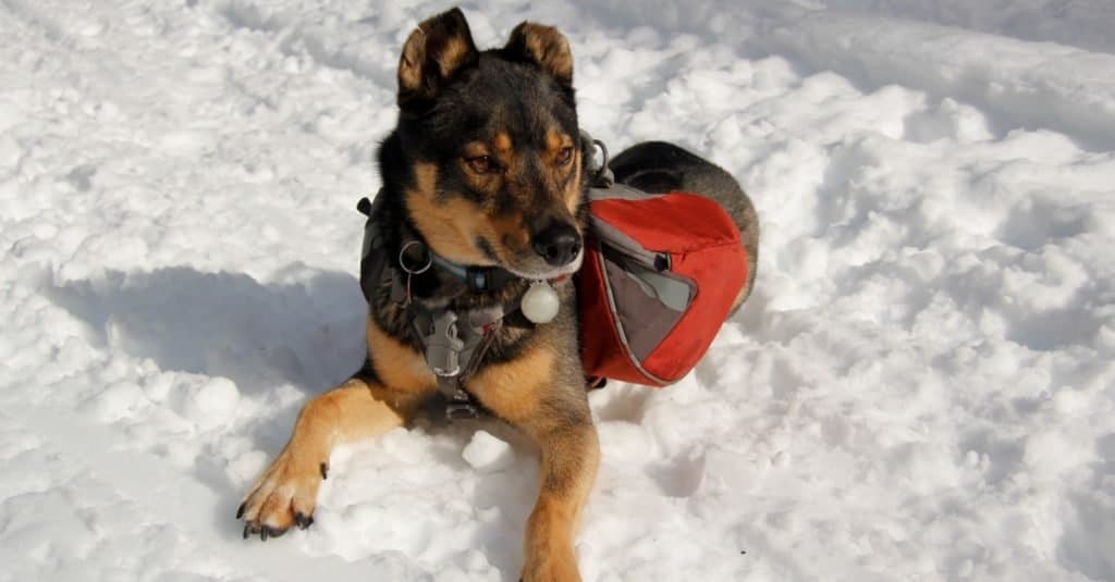 Razza mista Rottweiller Husky, Rottsky, cane da salvataggio con zaino gioca fuori nella neve.