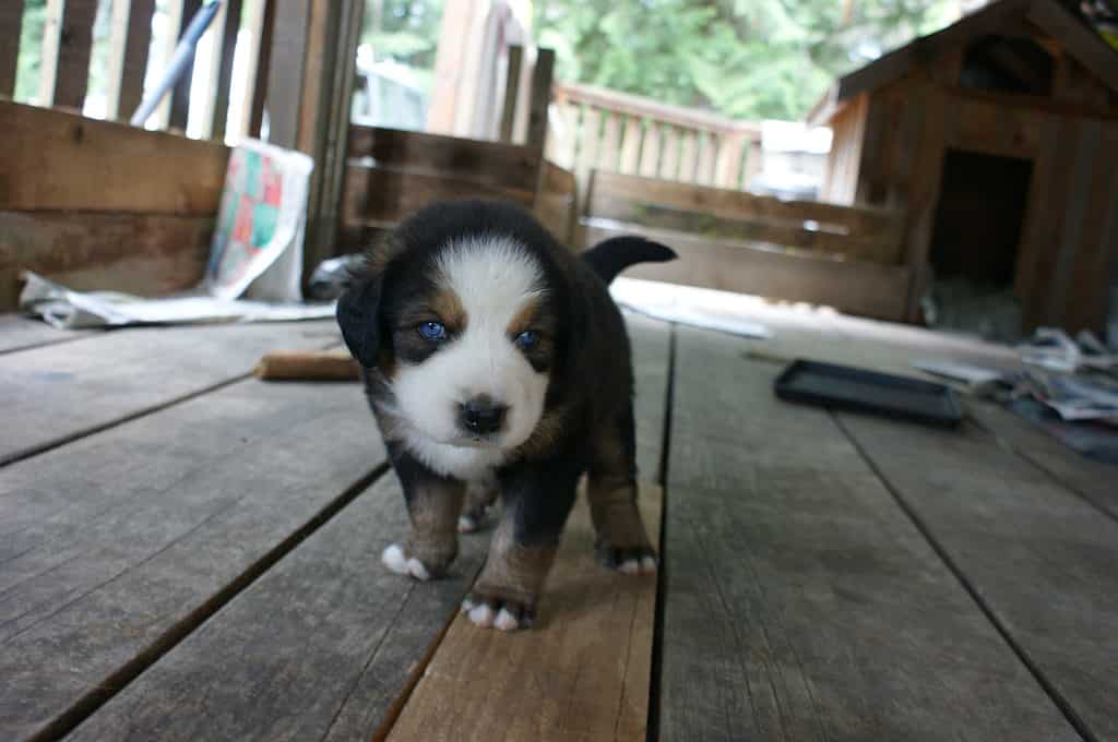 Cucciolo di Bernesky con gli occhi azzurri