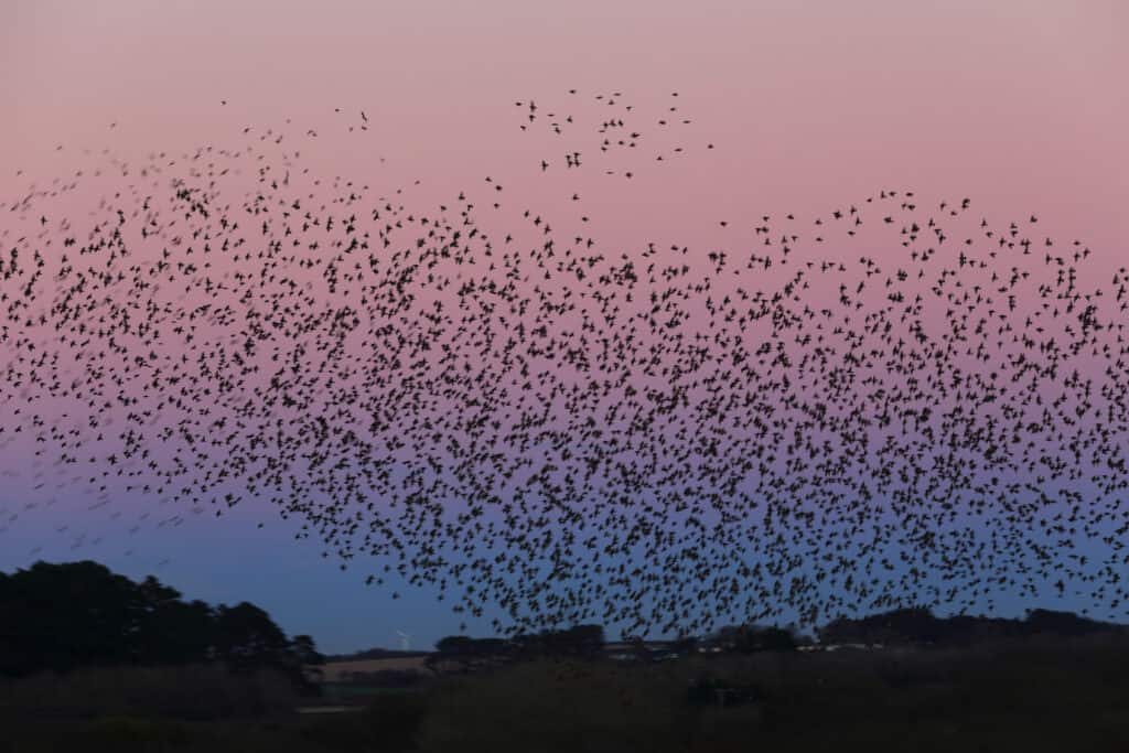 Mormorio di storno nel cielo serale