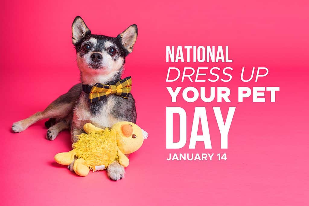Festa nazionale del vestire il tuo animale domestico