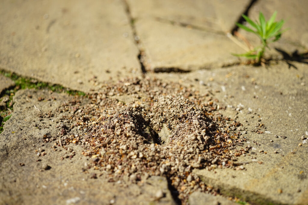 Fresco nido di formiche nel pavimento di pietra di piastrelle selvagge.