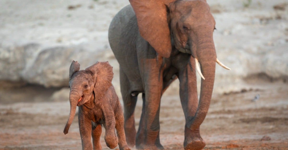 elefantino - elefante che corre