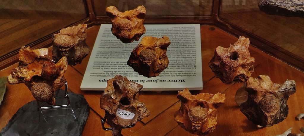 Fossili di vertebre di Palaeophis colossaeus.