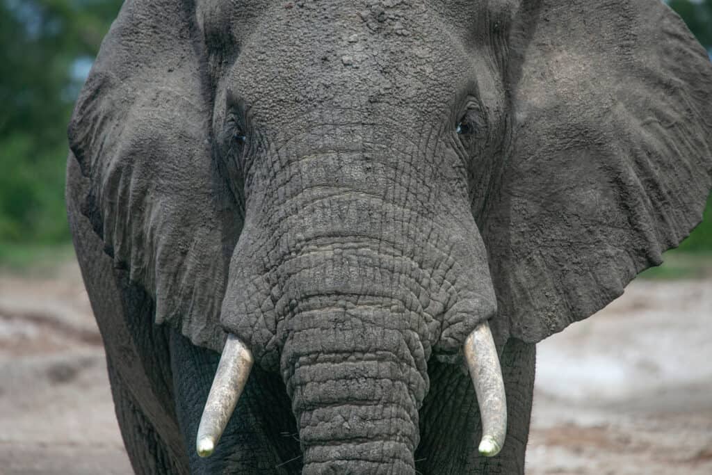 Vista frontale dell'elefante con zanne corte