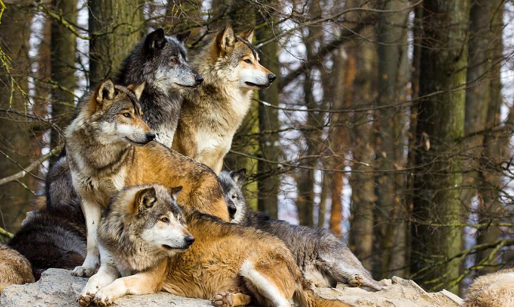 Lupo, lupo grigio, cane, animale, caccia agli animali