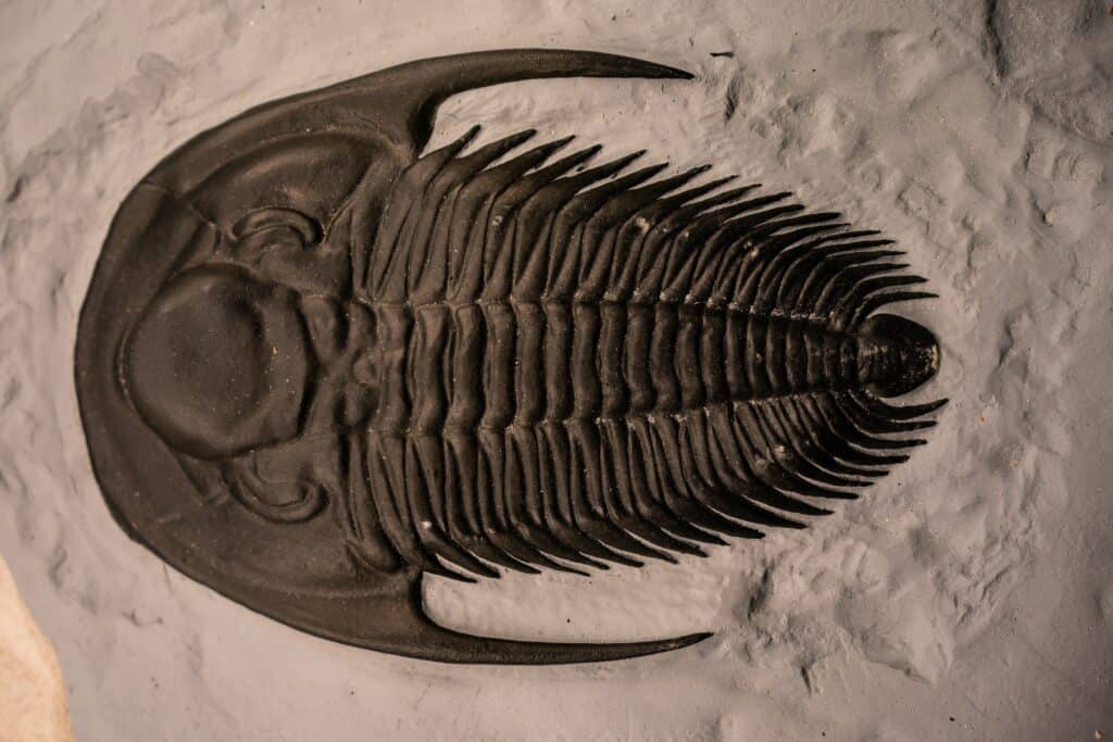 Fossili trilobit Arctinurus boltoni del periodo siluriano: 400 milioni di anni