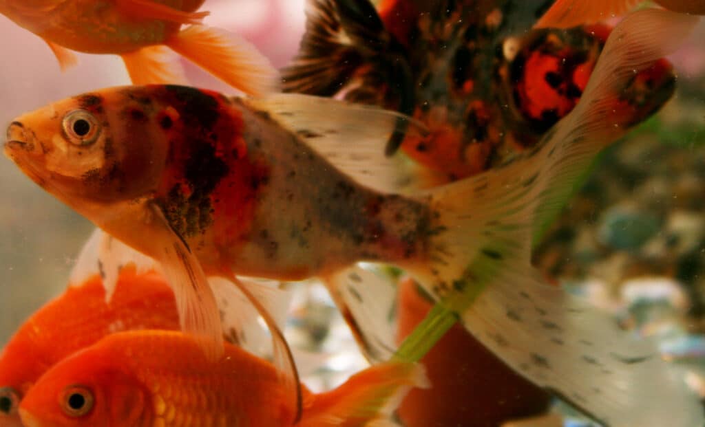 Pesce rosso shubunkin maschio