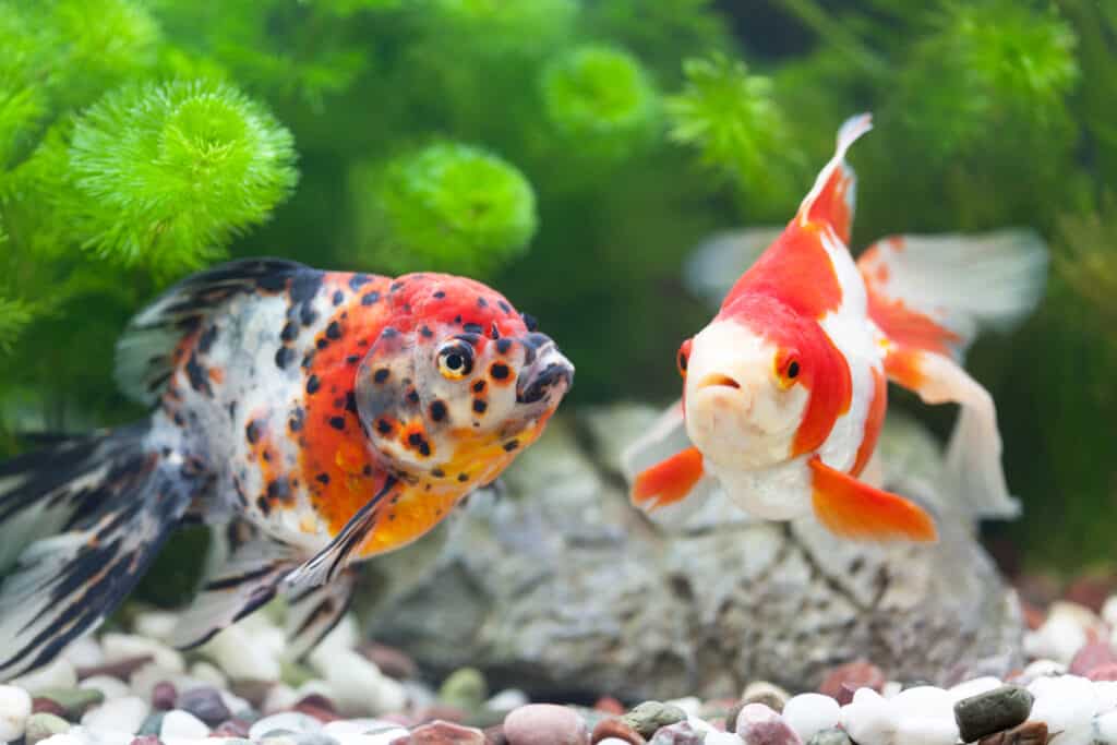 Pesce rosso multicolore