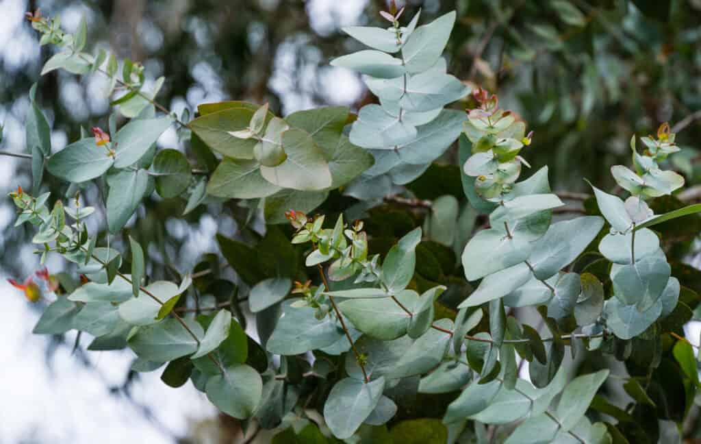 primo piano di foglie di eucalipto su piante che crescono all'aperto.