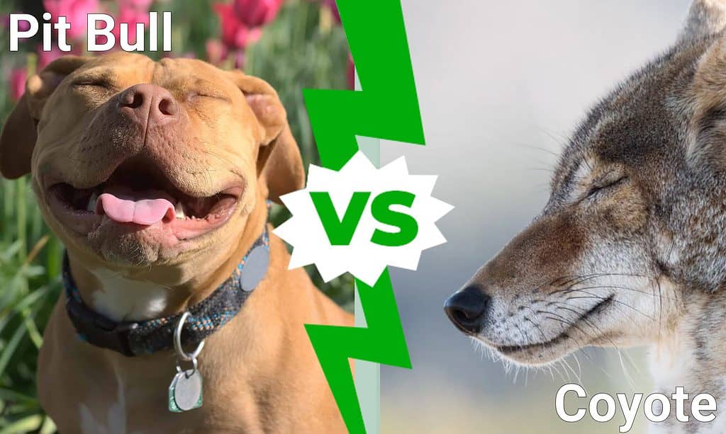 Pit Bull contro Coyote