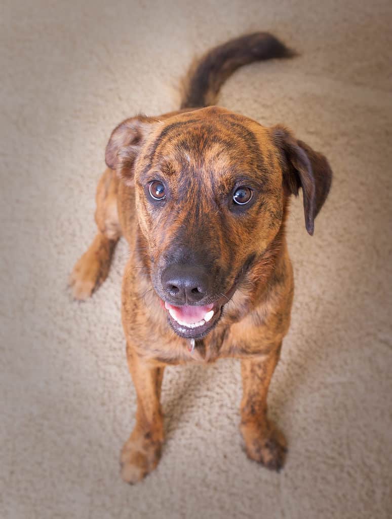 Plott hound Lab mix sorridente