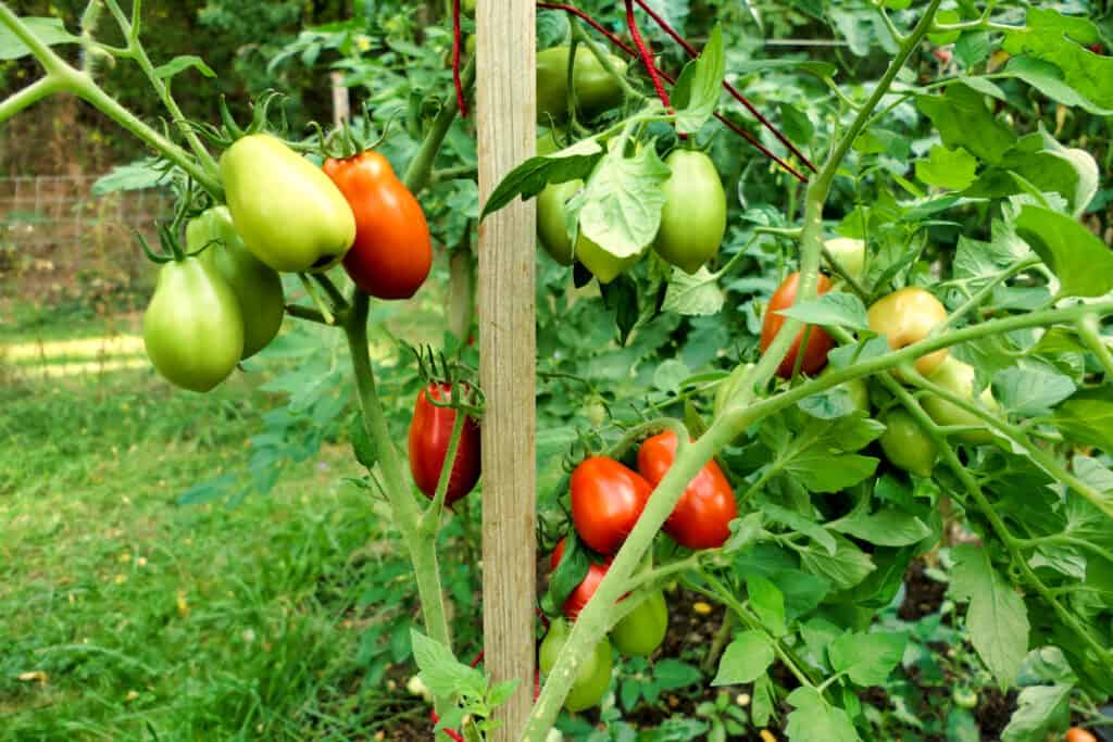 Susino (varietà Roma) pomodori sulla vite che cambiano dal verde al rosso