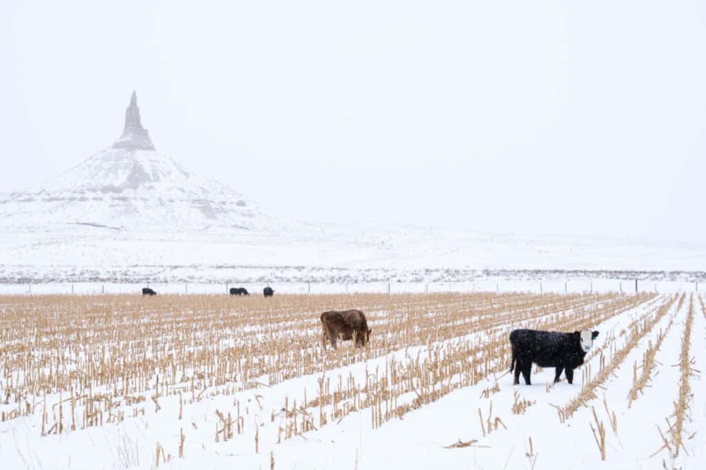 mucche nel campo di neve nel nebraska