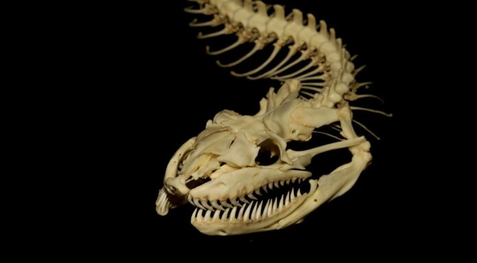 Qual è il fossile di serpente più antico mai trovato?
