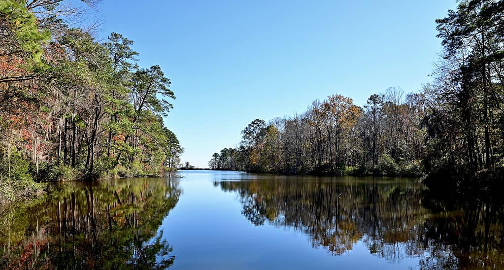Un pittoresco lago nella Carolina del Sud con un'abbondanza di serpenti.