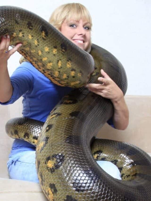 Cosa mangiano le anaconda - Pet Anaconda