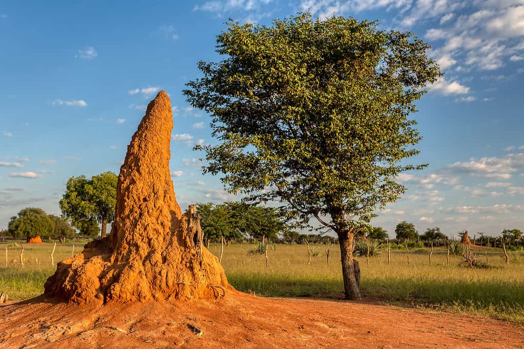 Grande tumulo di termite nel tipico paesaggio africano con termite in Namibia, regione settentrionale vicino a Ruacana Fall.  Deserto dell'Africa.  Le termiti sono tra gli insetti più antichi mai registrati!