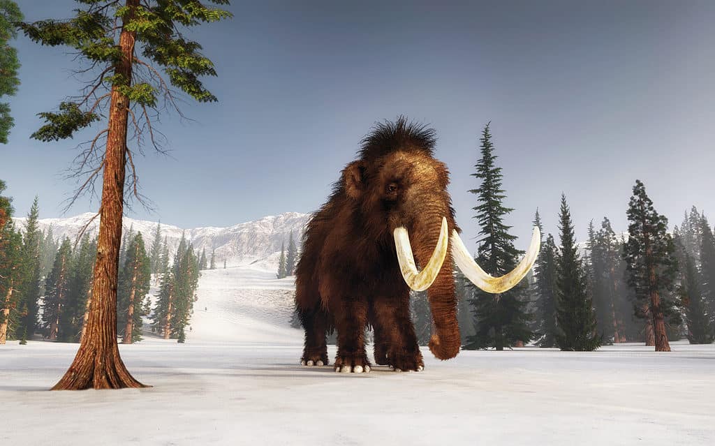 Il mammut lanoso era adatto alla vita nella tundra