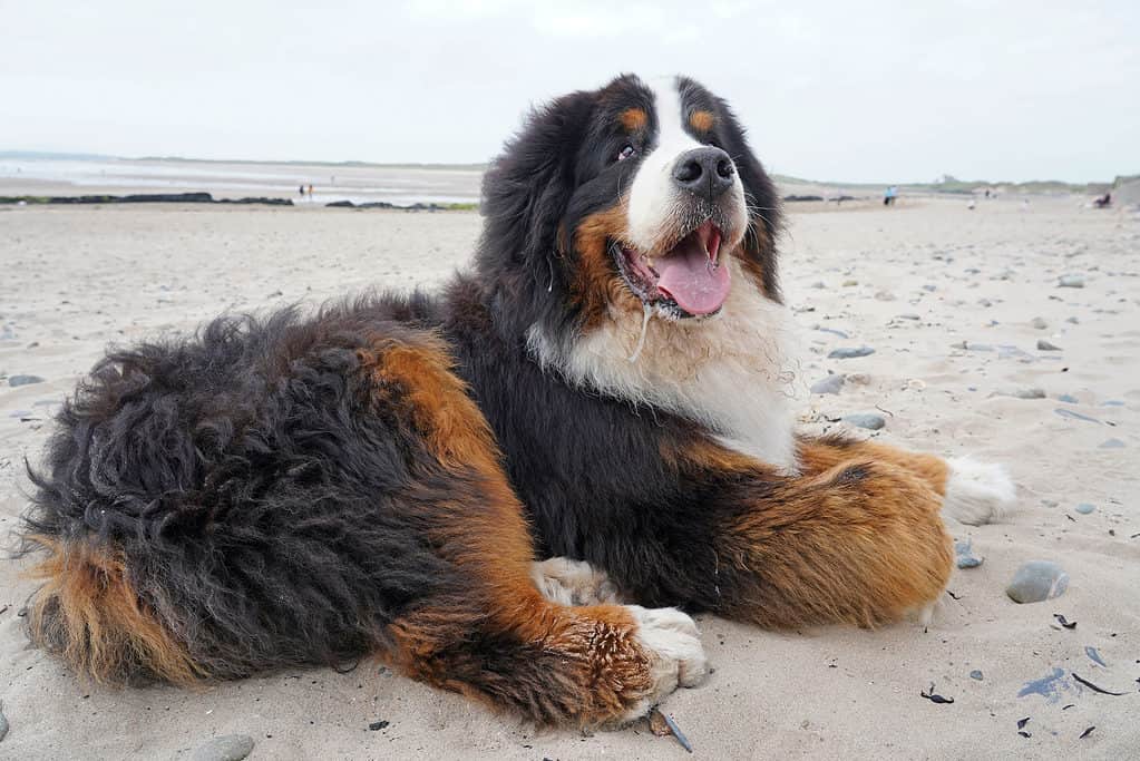 Bovaro bernese anziano