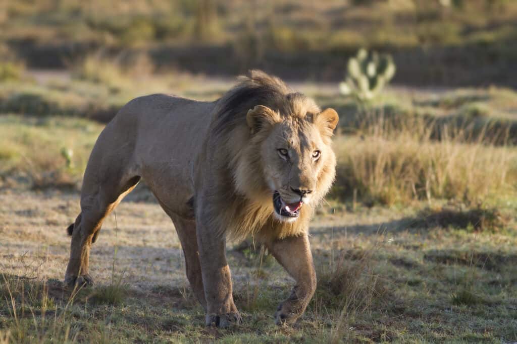 leone maschio che insegue la preda