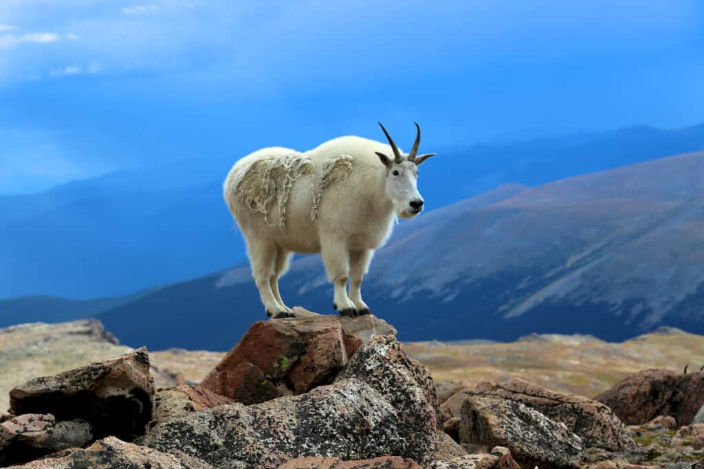 Una capra di montagna selvaggia si trova in cima a una scogliera rocciosa, guardando il paesaggio.