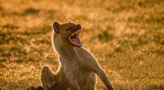 Queste iene non temono un elefante, ma corrono quando i leoni si avvicinano
