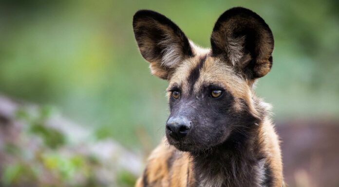 Questi cani selvaggi inseguono una iena e vincono due volte
