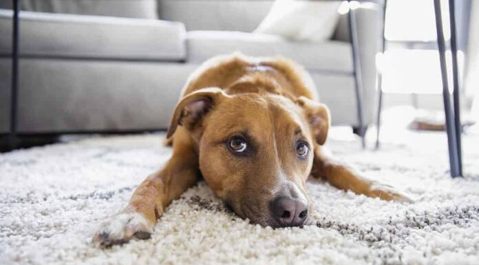 Dog laying on rug