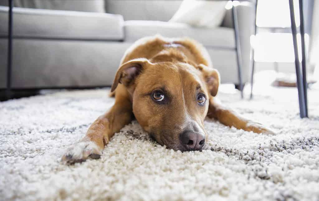 Cane sdraiato sul tappeto