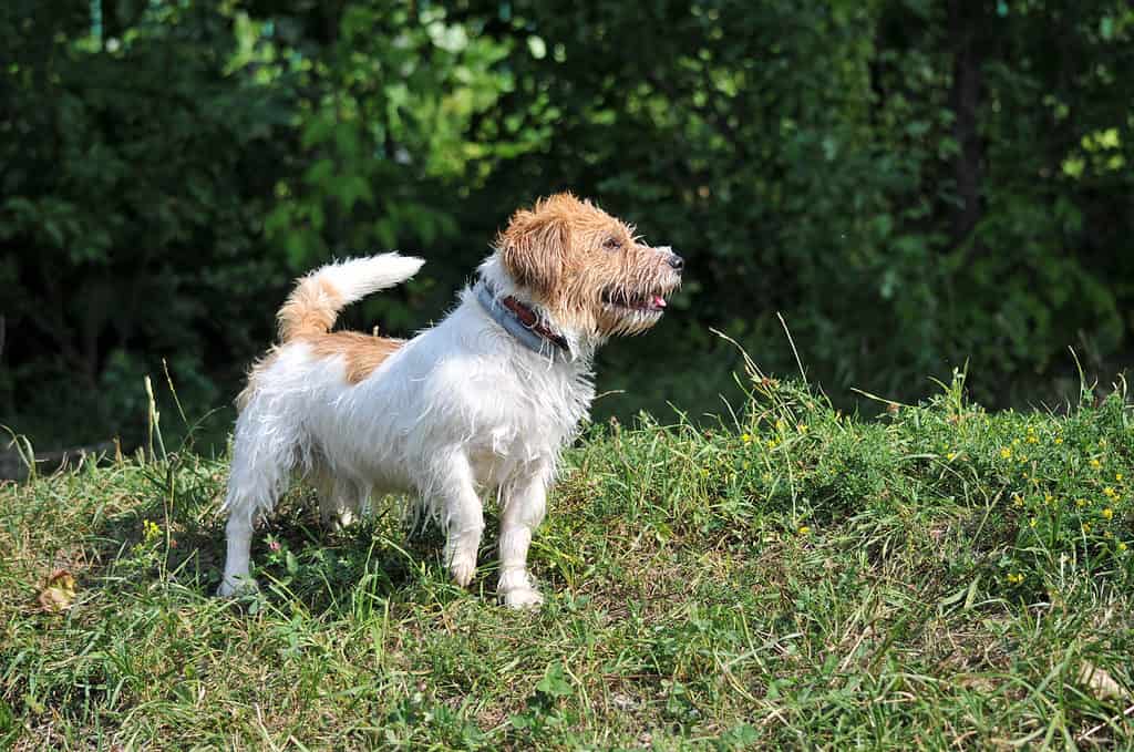 La cacca di cane può essere sbiancata dal sole e dall'umidità