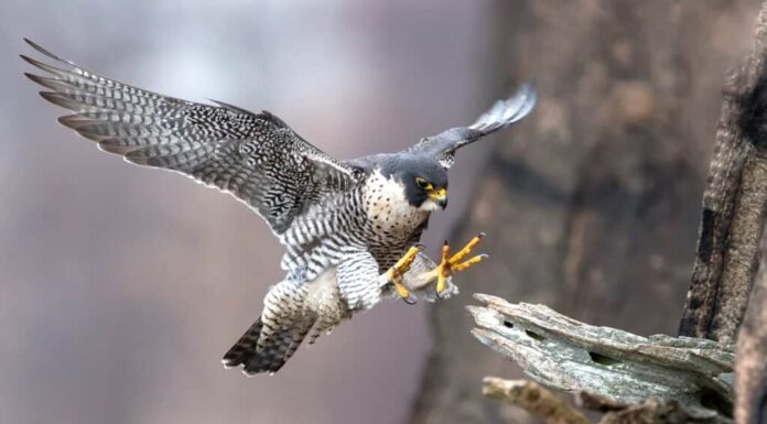 Questo falco pellegrino affronta le piante quando porta cibo ai loro pulcini
