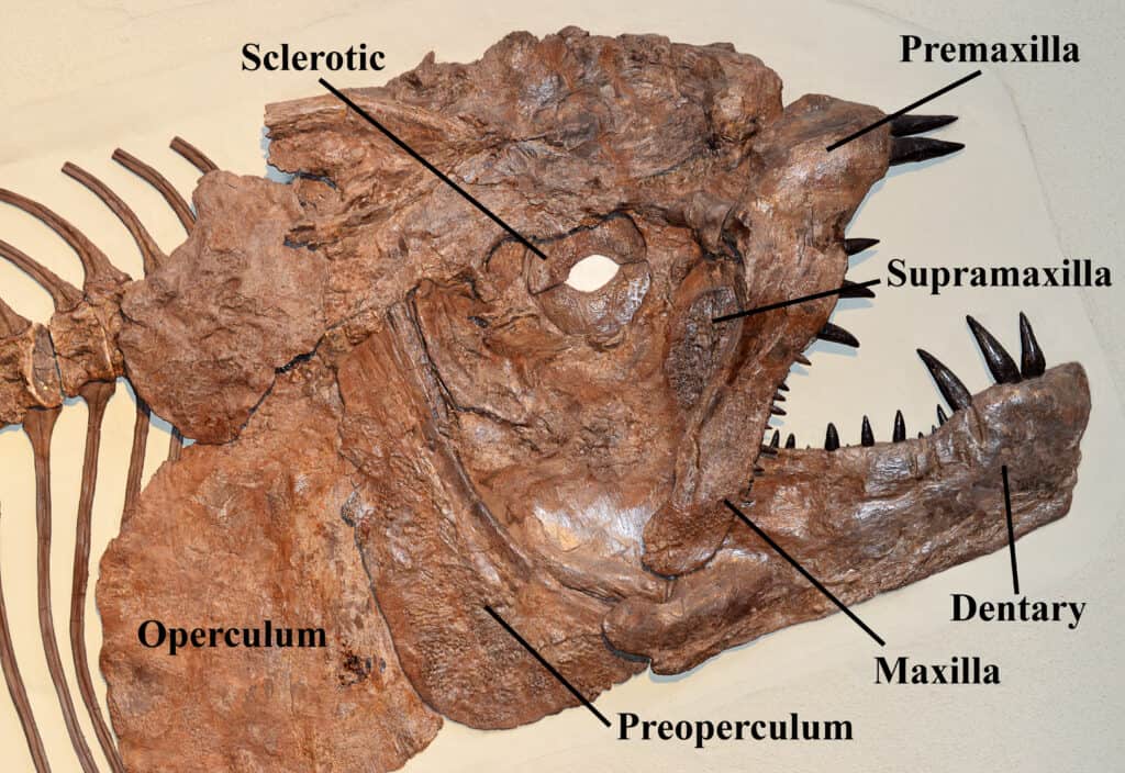 Xiphactinus fossile con parti etichettate